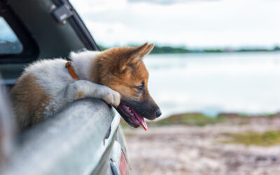 Top Reasons Why it is Unsafe to Travel with Your Dog in Car