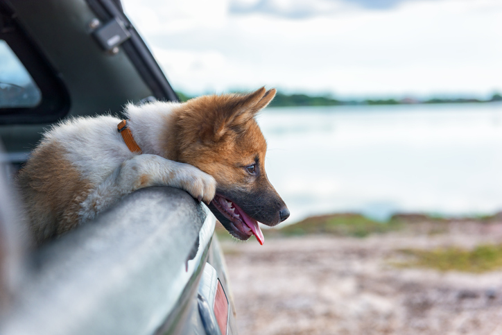Top Reasons Why it is Unsafe to Travel with Your Dog in Car